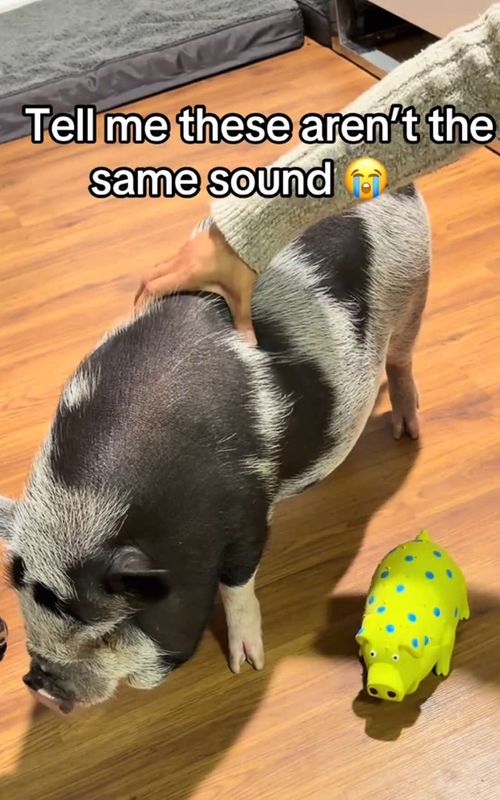 Still from @pepfarms's TikTok post: Mystery setup with playful ambiguity about pig identity